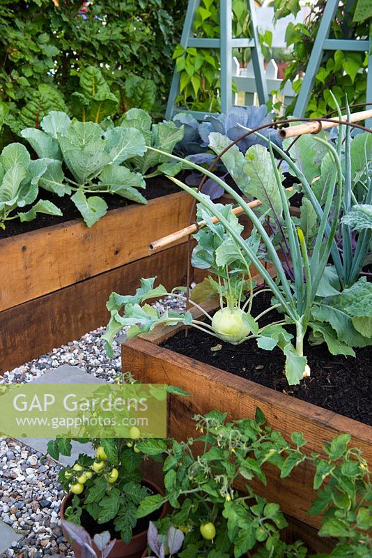 Just Retirement: A Garden For Every Retiree, Raised wooden vegetable bed with Brassica oleracea, cabbages, leeks, tomatoes.  Designer: Tracy Foster Sponsor: Just Retirement Ltd