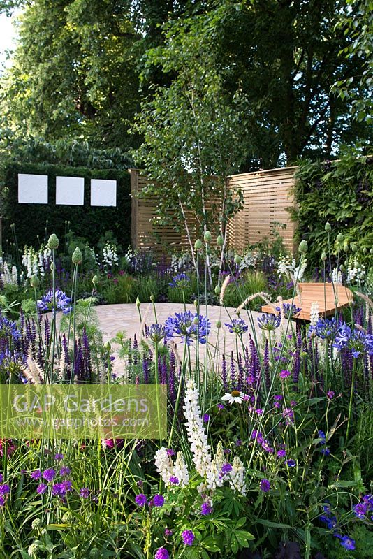 Cobblestone seating area amongst flowerbeds with Agapanthus africanus, Salvia nemorosa 'Caradonna', Verbena, Geranium Rozanne, white Lupinus, pennisetum orientalis and Betula trees surrounded by a fence and Taxus baccata hedge with white botanical panels. The Wellbeing of Women Garden. Designers: Wendy von Buren, Claire Moreno, Amy Robertson. Sponsor: Tattersall Landscapes, London Stone, Jacksons Fencing, Hedgeworx, Tactile Studios
