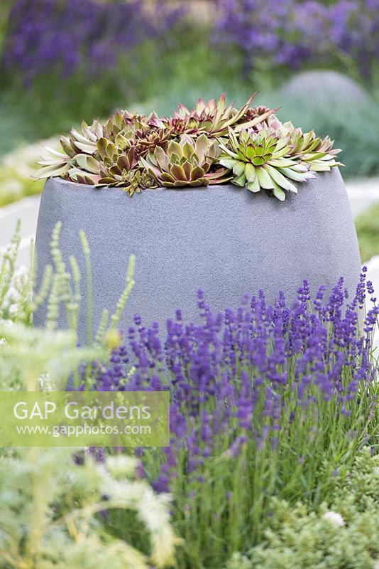 Sempervivum in modern grey concrete pot. Healing Urban Garden - RHS Hampton Court Palace Flower Show 2015