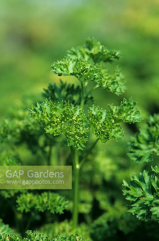 Petroselinum crispum - curly parsley