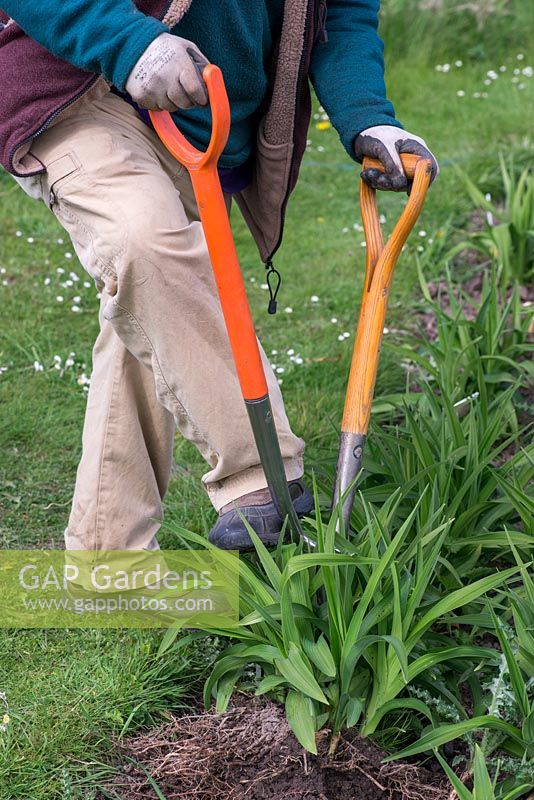 In Spring, Mark Zenick, daylily specialist, propagates daylilies by division. Step 2: using two forks, prise sections away, ensuring there is always foliage attached to rhizome root.