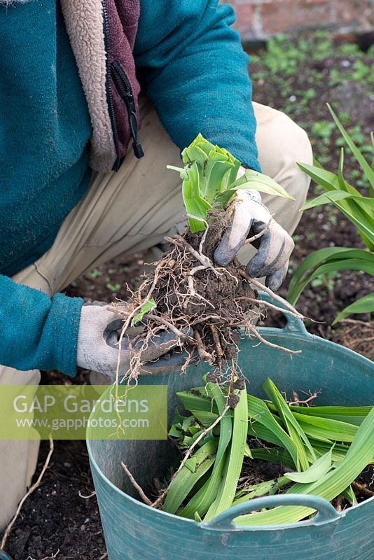 In Spring, Mark Zenick, daylily specialist, propagates daylilies by division. Step 6: a newly divided clump, foliage trimmed and root rhizome intact, is ready to be planted.