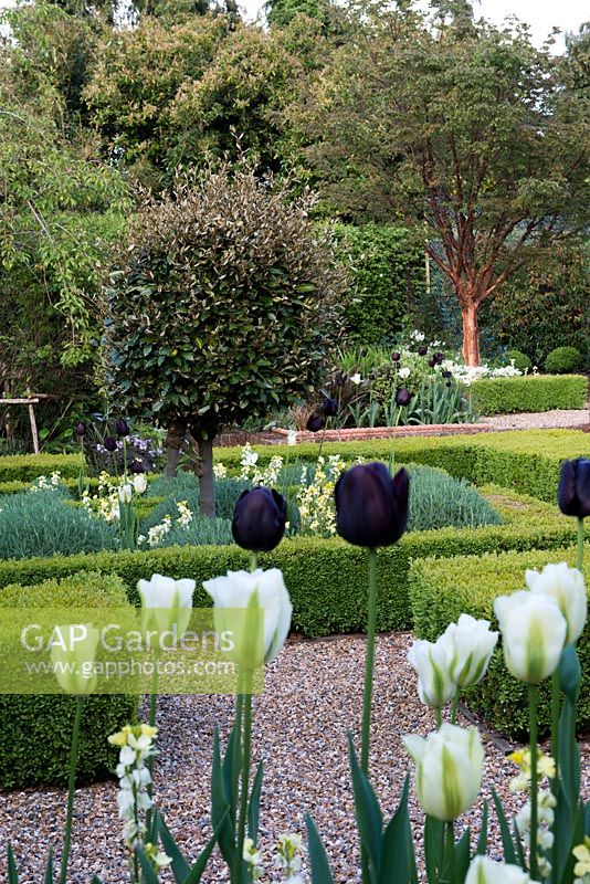 A parterre created from box hedges, filled with santolina, 'Ivory Giant' wallflowers, evergreen standards of Elaeagnus x ebbingei, and Tulipa 'Spring Green' and 'Queen of the Night'. Behind, Acer griseum.