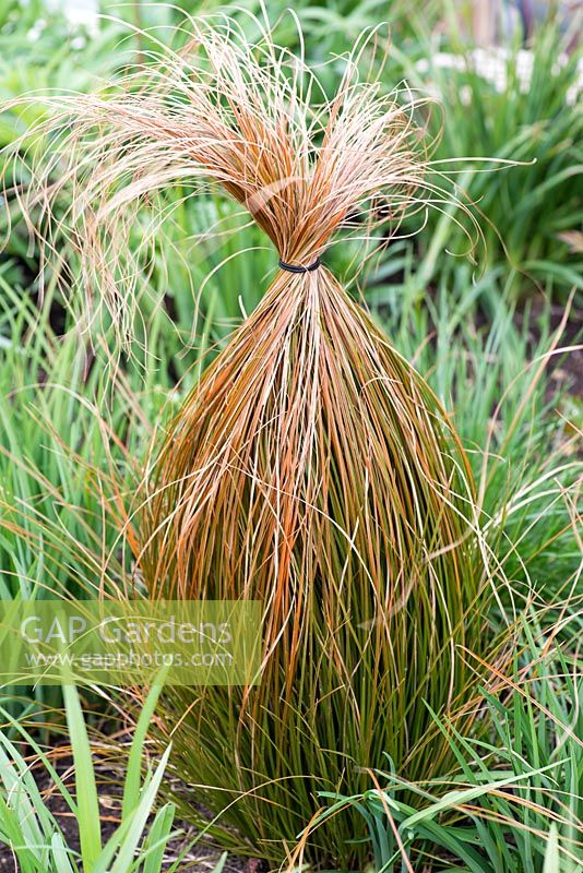 Carex testacea, tied with a hairband to allow the nearby daylilies to develop.