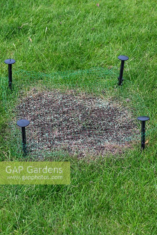 Restoring a damaged lawn step by step - Stake netting over the newly seeded area to project.