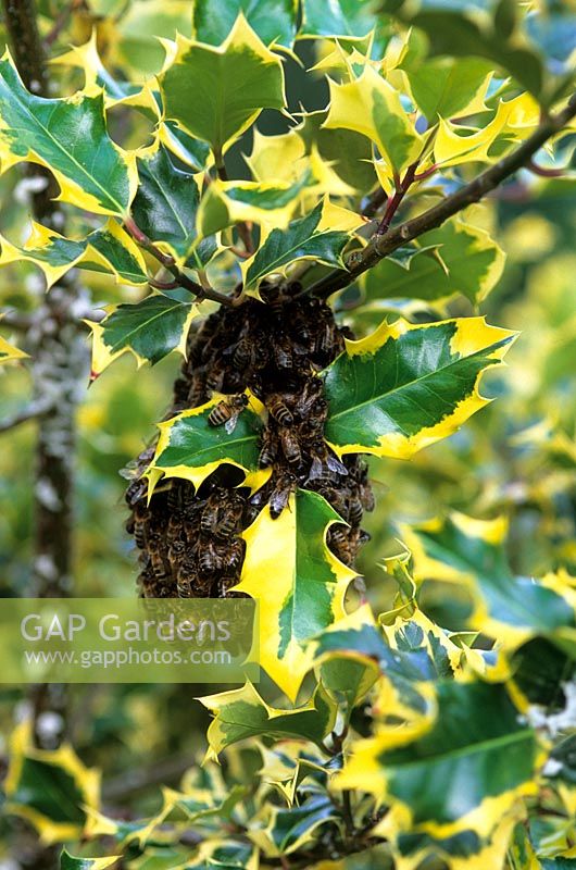 Bee swarm in holly bush