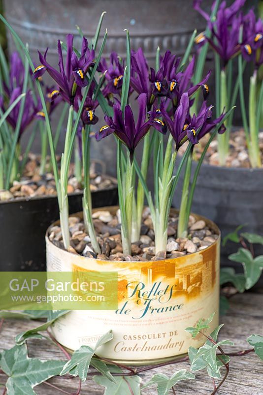 Iris reticulata 'Pixie', winter flowering bulb, in recycled food tin.