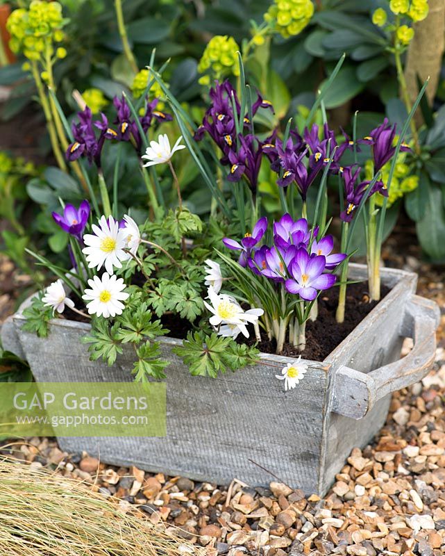 In late winter, a wooden box planted with bulbs: Anemone blanda 'White Splendour', windflower, Crocus 'Ruby Giant' and Iris reticulata 'Pixie'. Set against a backdrop of euphorbia.