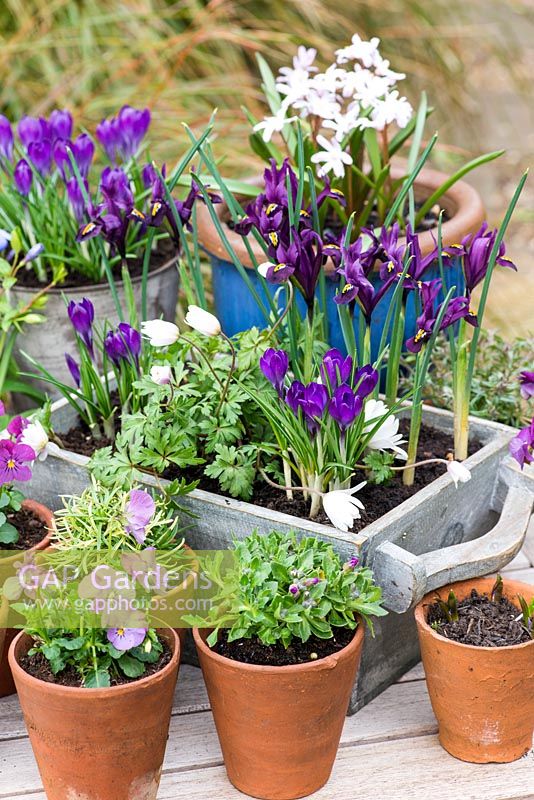 In late winter, a wooden box planted with bulbs: Anemone blanda 'White Splendour' - windflower, Crocus 'Ruby Giant' and Iris reticulata 'Pixie'. Small pots of alpines, Viola 'Sorbet Lilac Ice', periwinkle and Chionodoxa forbesii 'Pink Giant'.