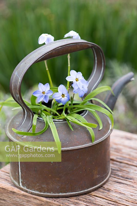 Planted in an old copper kettle, Ipheion 'Rolf Fiedler', spring starflower, a spring flowering bulb with leaves that, crushed, smell of onions.