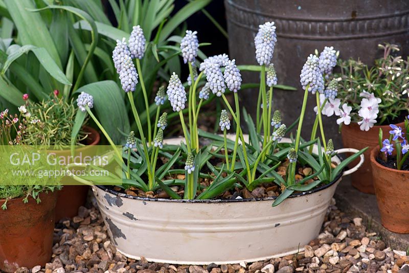 Muscari 'Peppermint', grape hyacinth, a spring flowering bulb with two-tone flowers of pale blue with greenish tips. Thrives in shallow enamel container.