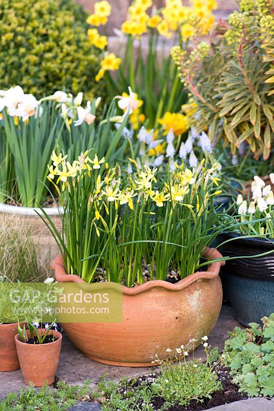 A terracotta container with Narcissus 'Hawera'.