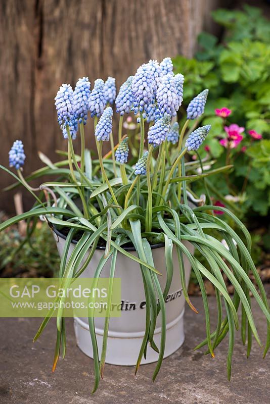 A metal pot planted with Muscari 'Cupido'.
