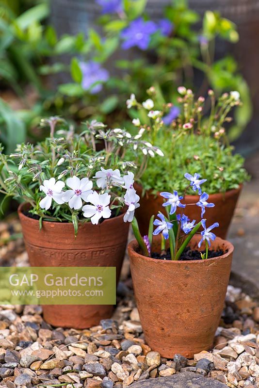 Small terracotta pots with Phlox 'Amazing Grace' and Scilla siberica.