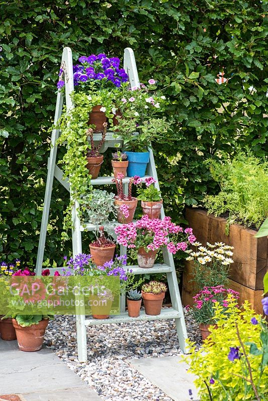 Painted step ladder used to display pots of violas, campanula, pelargoniums, succulents and surfinia petunias. 