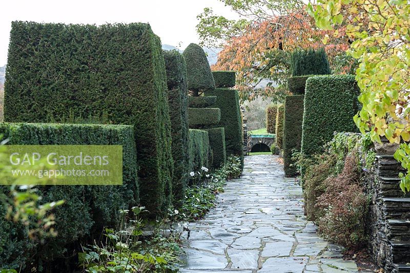 Slate path leads between clipped yew topiary and past a cherry tree with turning leaves toward the Belvedere, the north east edge of the garden. Plas Brondanw, Penrhyndeudraeth, Gwynedd, Wales