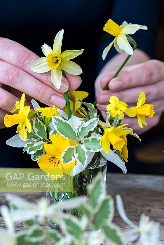 Golden winter posie step by step in February. After pittosporum foliage, Clematis armandii, winter flowering jasmine, 'Tete-a-Tete' daffodils, yellow violas and white crocuses, Narcissus 'Jack Snipe' are added.