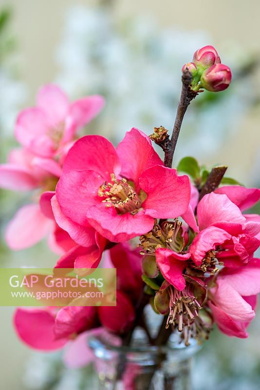 Late winter cut flowers. Pink Japanese flowering quince. Chaenomeles x superba 'Pink Lady'.