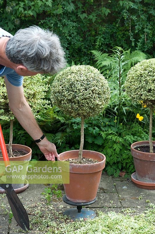 Rotating pot on turntable whilst clipping variegated Box topiary lollipop - Buxus sempervirens variegata: June, early Summer.