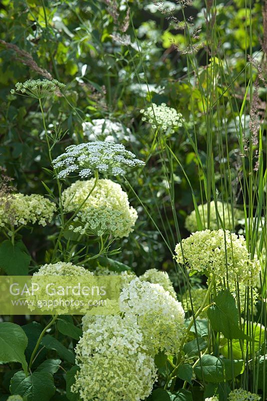 Ammi majus, Panicum virgatum 'Northwind' and Hydrangea 'Annabelle'. Vestra Wealth - Encore - A Music Lovers' Garden. Hampton Court Flower Show, June, 2015.