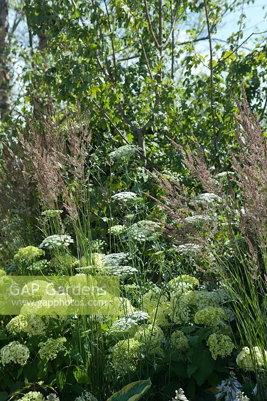 Ammi majus, Panicum virgatum 'Northwind' and Hydrangea 'Annabelle'. Vestra Wealth - Encore. A Music Lovers' Garden. Hampton Court Flower Show , June 2015.