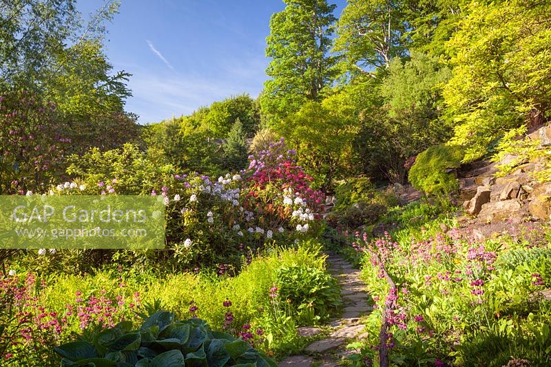 Himalayan Garden, Harewood House,Yorkshire, UK. Early Summer, June 2015.