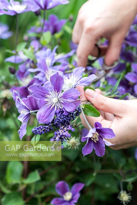 Cottage garden posie step by step in June: Cutting Clematis 'Arabella' flowers.