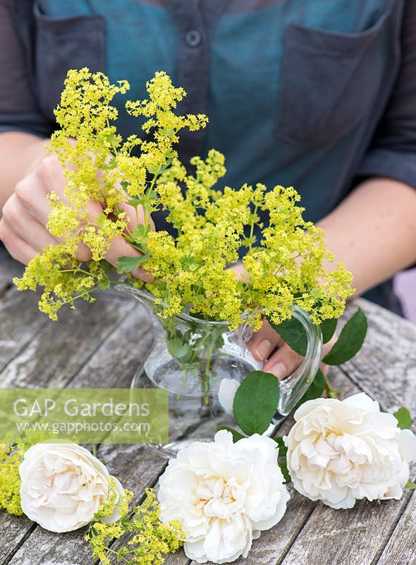 Cottage garden posie step by step in June. Combination of rose with herbaceous perennial. Rosa 'Winchester Cathedral' with  Alchemilla mollis. 'Winchester Cathedrail' is very early flowering, repeating all summer long, and makes an excellent cut flower.