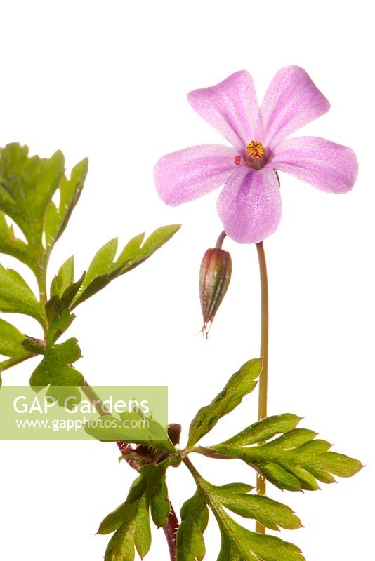 Geranium robertianum syn. Robertiella robertiana - commonly known as Herb Robert