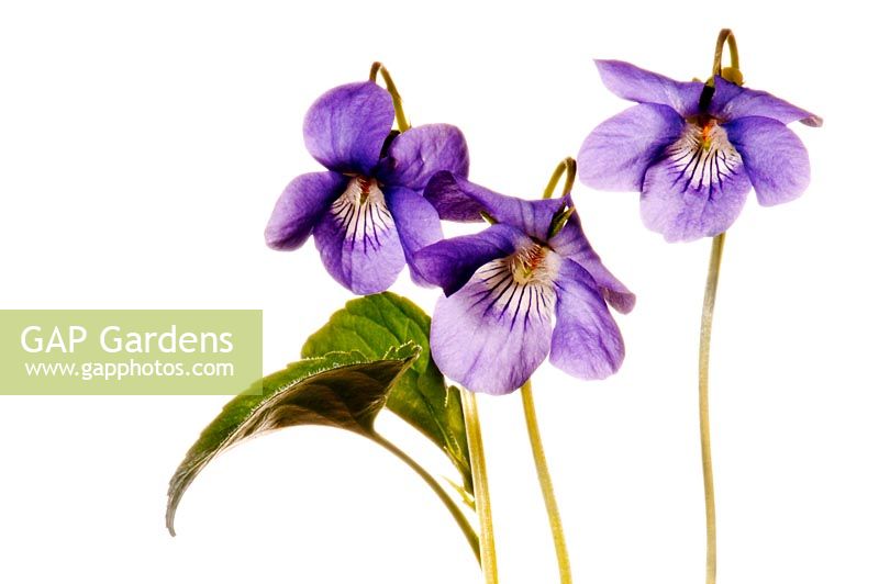 Viola riviniana - Common Dog Violet