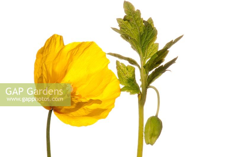 Meconopsis cambrica - Welsh poppy