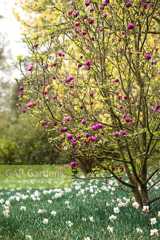 Magnolia black tulip 'Jurmag1'