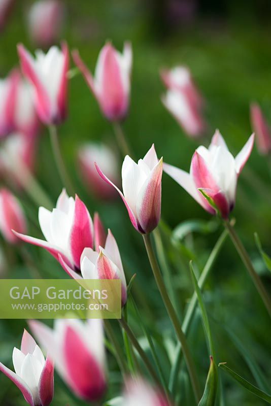 Tulipa 'Peppermintstick' AGM 