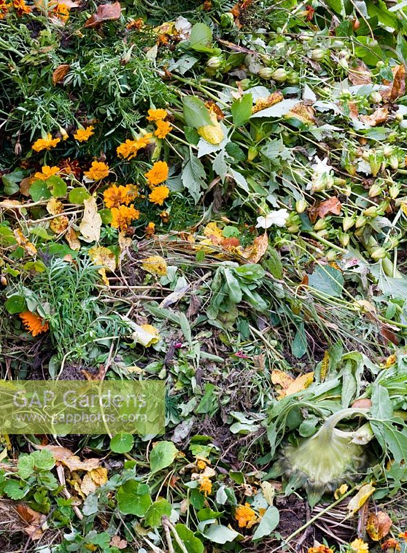 Compost heap with tagetes