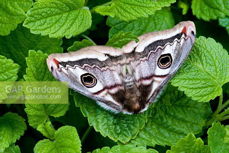 Saturnia pavonia, Emperor moth, on green foliage. Wings resemble cat's face to scare off predators. False eyes give rise to second half of name which means 'peacock'