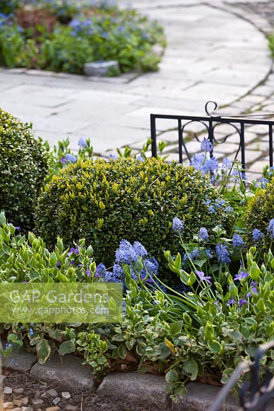 Euonymus fortunei 'Emerald Gaiety', Buxus sempervirens and Hyacinthoides italica - Private garden, Malmo, Sweden