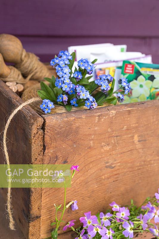 A box of mixed seeds and tools for sowing them, accompanied with some Myosotis
