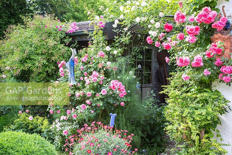 Romantic garden with roses, wooden garden shed and blue ceramic sculptures, Rosa 'Leonardo da Vinci', 'New Dawn', 'Rosarium Uetersen', Alchemilla mollis, Buxus and Foeniculum vulgare 'Rubrum'