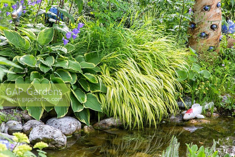 Next to natural styled garden pond decorative ceramic object and fishes show up between planting with Hakonechloa macra 'Aureola' and Hosta