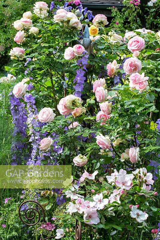 Rosa 'Eden Rose' with Rosa 'Sweet Pretty' and Campanula persicifolia var. sessiliflora