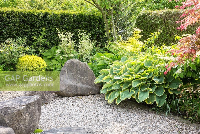 Japanese styled garden with boulders in granite, a hedge and 'Sagae' Hosta, Acer palmatum, Philadelphus coronarius 'Variegata', Viburnum plicatum 'Mariesii'
