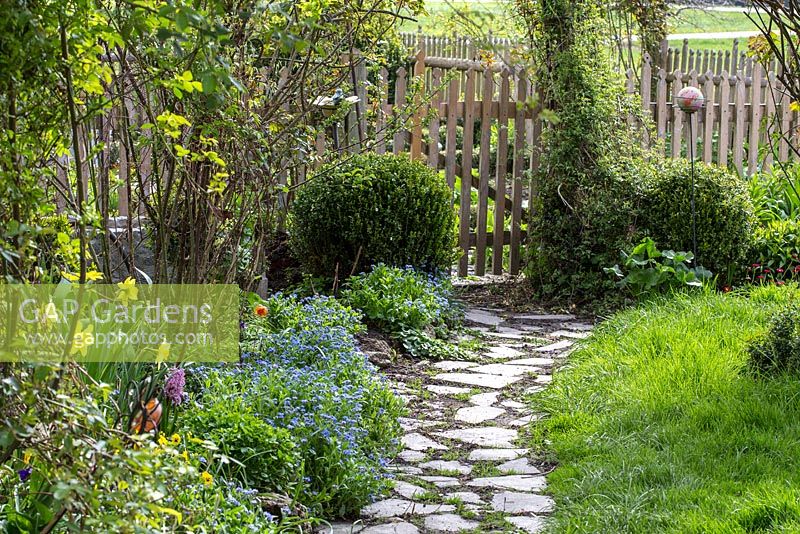 Paved garden path to wooden gate and box spheres, Buxus, Myosotis, Narcissus
