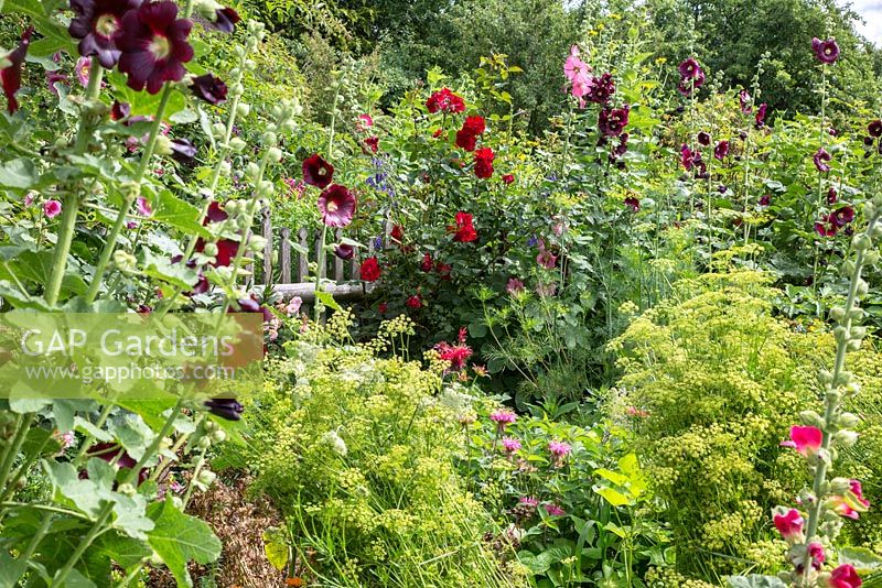Farmer's garden with wooden picket fence and Alcea, Monarda, Petroselinum crispum and Rosa