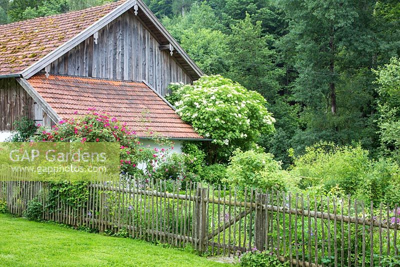 Farmer's garden with wooden picket fence, climbing roses and an elder shrub as typical elements, Rosa 'Scharlachglut' , Sambucus niger
