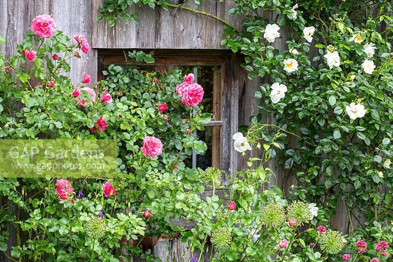Rosa 'Direktor Benshop' and Rosa 'Rosarium Uetersen'. Climbing roses next to window of a wooden house