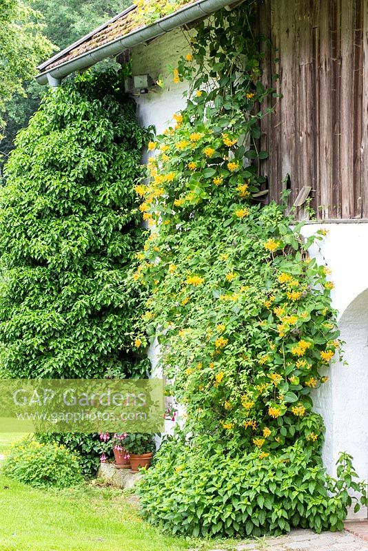 Lonicera tellmanniana and Hedera helix - Ivy and honeysuckle growing on an historic farmhouse, Germany