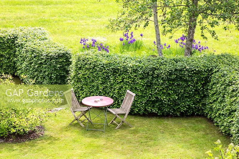 Garden furniture on a lawn sheltered by a hornbeam hedge, planting includes, Calycanthus floridus, Fagus sylvatica, Iris sibirica