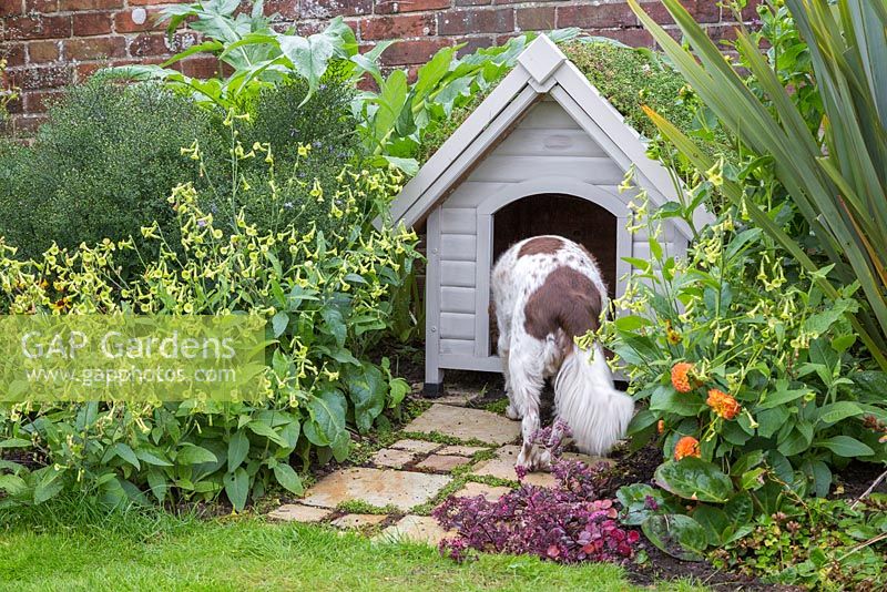 Pet dog going into kennel with a green living roof, created using sedum matting. York stone path featuring Soleirolia soleirolii syn. Helxine soleirolii