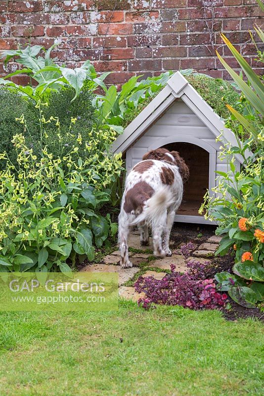 Pet dog looking inside kennel that has a green living roof created using sedum matting. York stone path featuring Soleirolia soleirolii syn. Helxine soleirolii