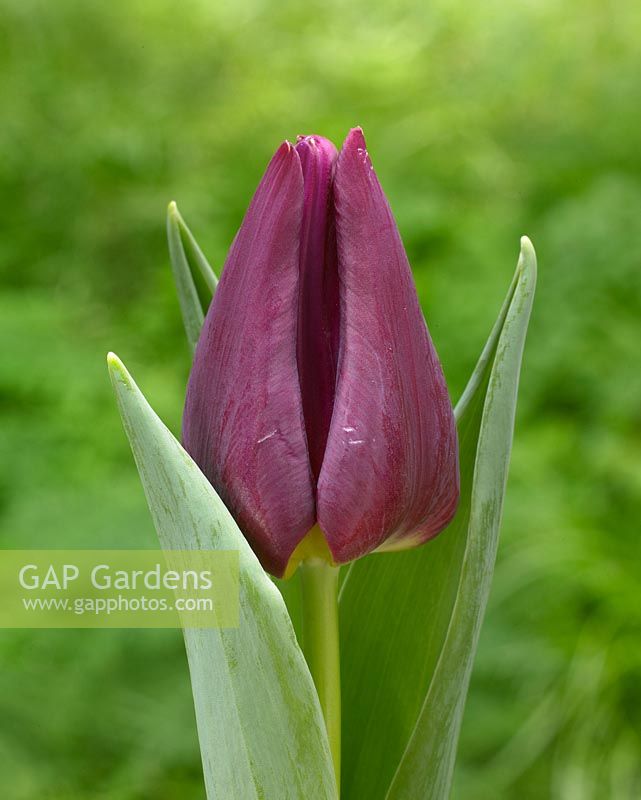 Tulipa 'Passionale Cardy'